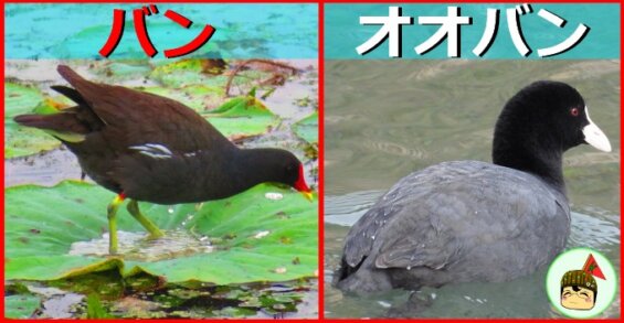 バンとオオバンの違いと見分け方5選！くちばし以外の見分け方も徹底解説！ | 生き物ネット